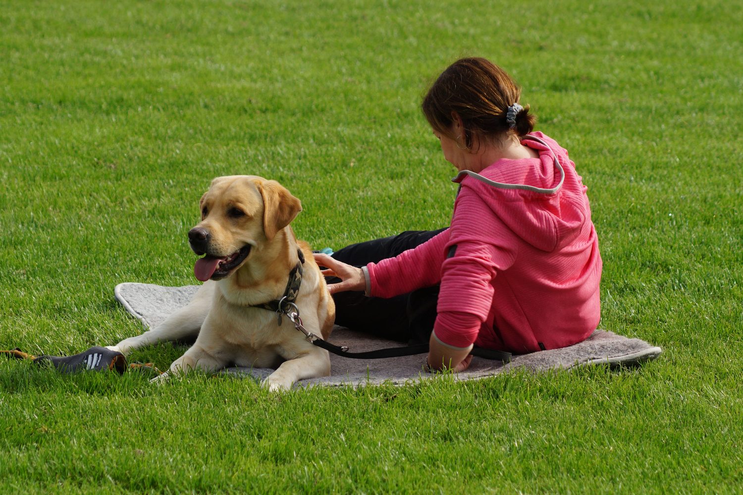 Kennenlernen von hunden